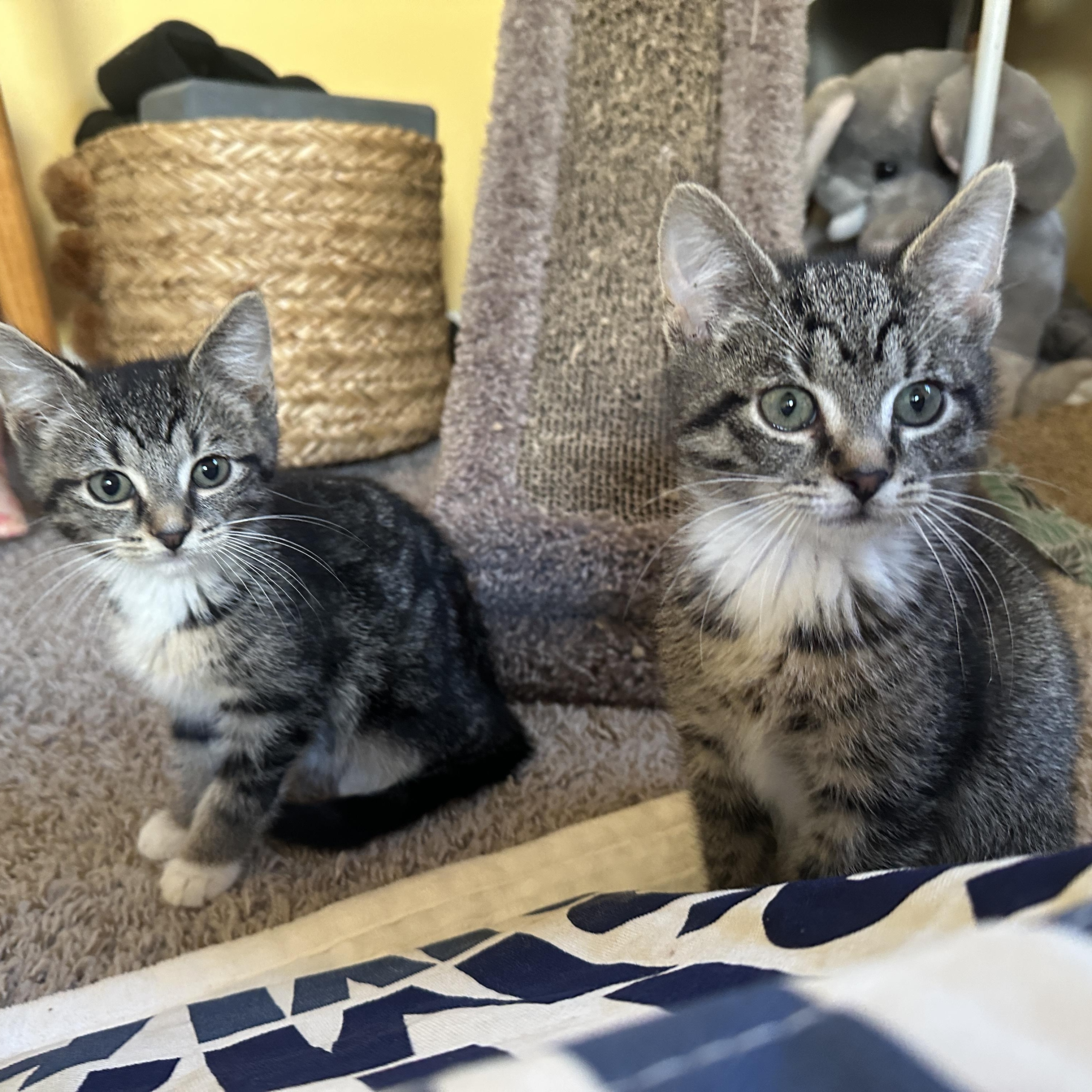 McChicken and McDouble , adopted, Kitten Female Tiger & Domestic Short Hair.