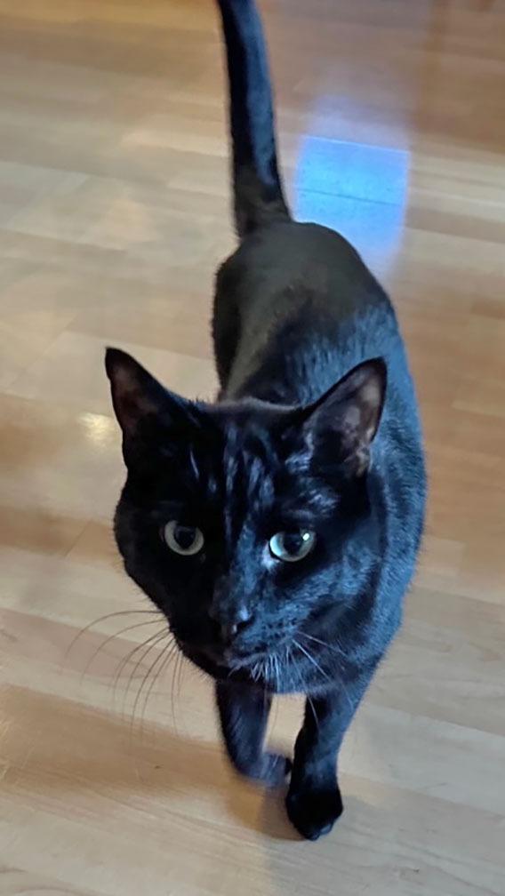 Edgar, Adoptable, Senior Male Domestic Short Hair.