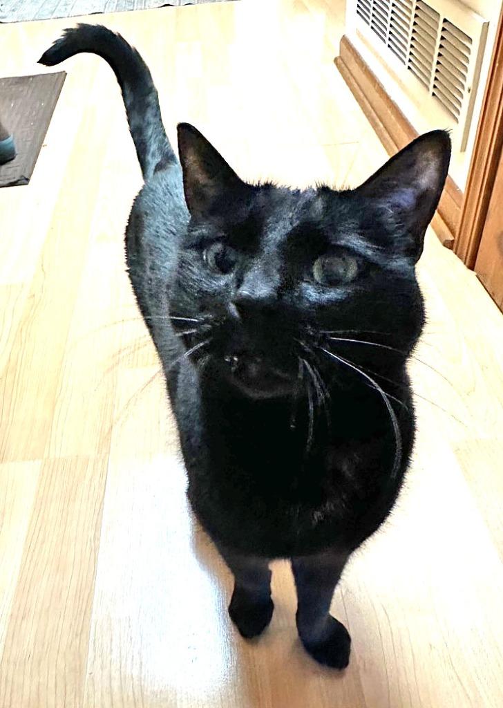 Enlarge Edgar, a Adoptable mixed breed in Palmer, AK image 3/3