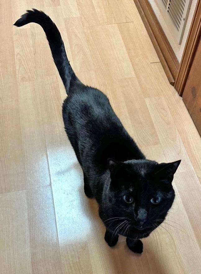 Enlarge Edgar, a Adoptable mixed breed in Palmer, AK image 2/3