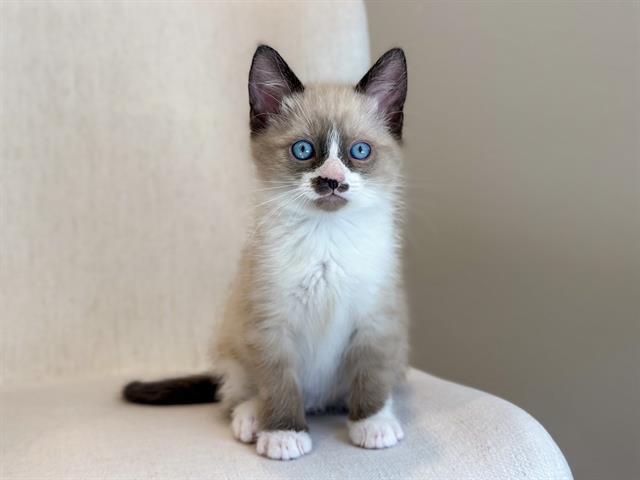 Enlarge CHAPLIN, a Adoptable mixed breed in Santa Clara, CA image 1/1