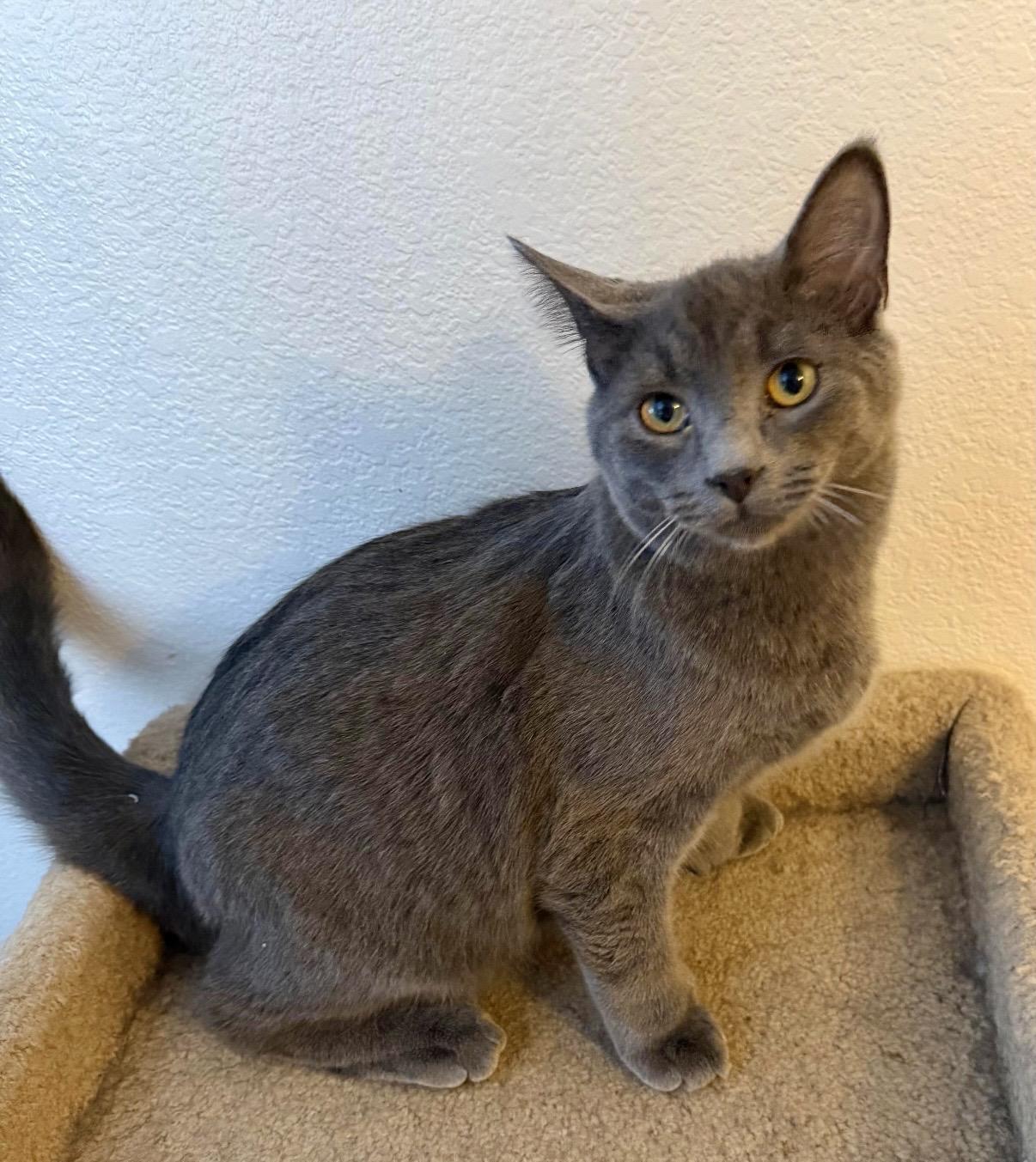 Enlarge Oliver, an adopted Domestic Short Hair in Houghton Lake, MI image 2/2