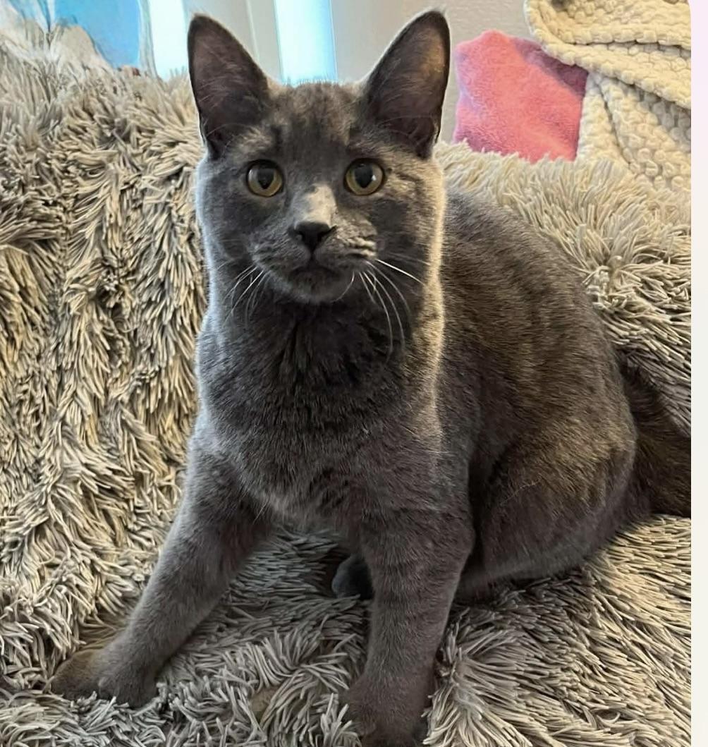 Oliver, adopted, Young Male Domestic Short Hair.