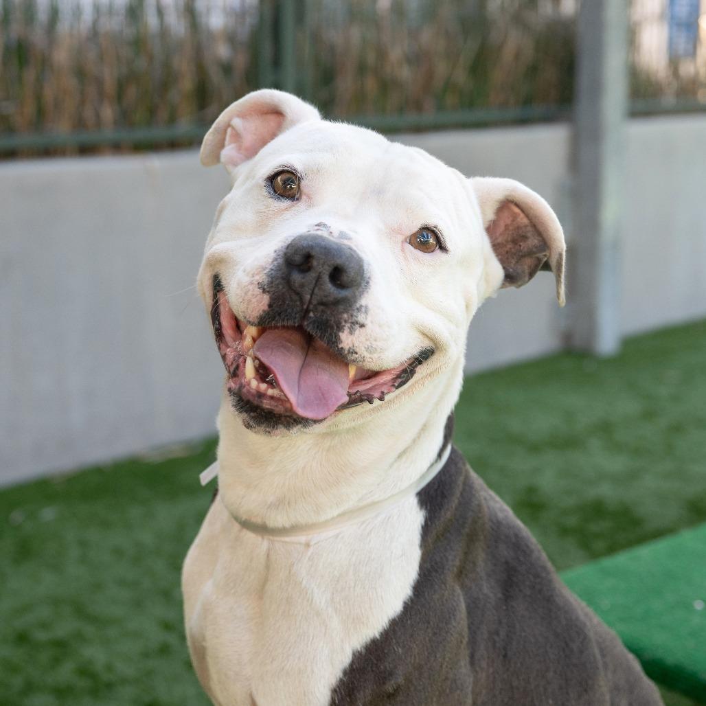 Roger, Adoptable, Adult Male Pit Bull Terrier.