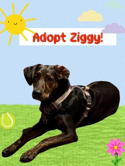 Enlarge TJ, a Adoptable mixed breed in Plantation, FL image 1/3