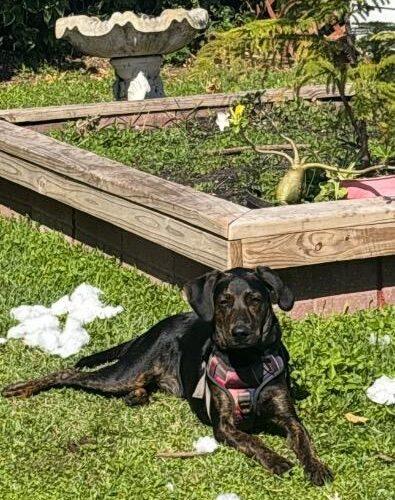 TJ, Adoptable, Young Male Doberman Pinscher & Plott Hound.