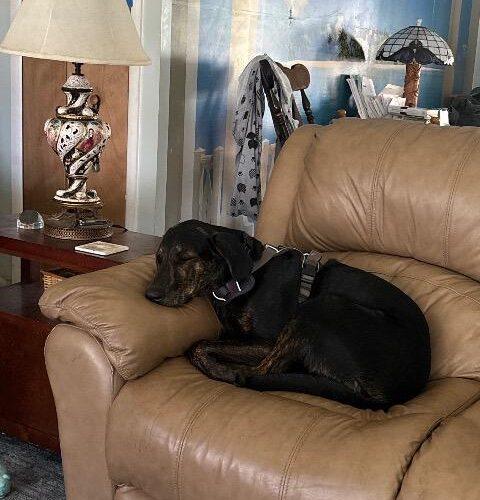 Enlarge TJ, a Adoptable mixed breed in Plantation, FL image 2/3