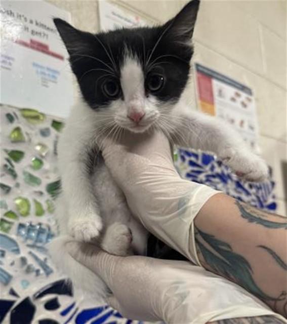 NELL, Adoptable, Kitten Female Domestic Short Hair.