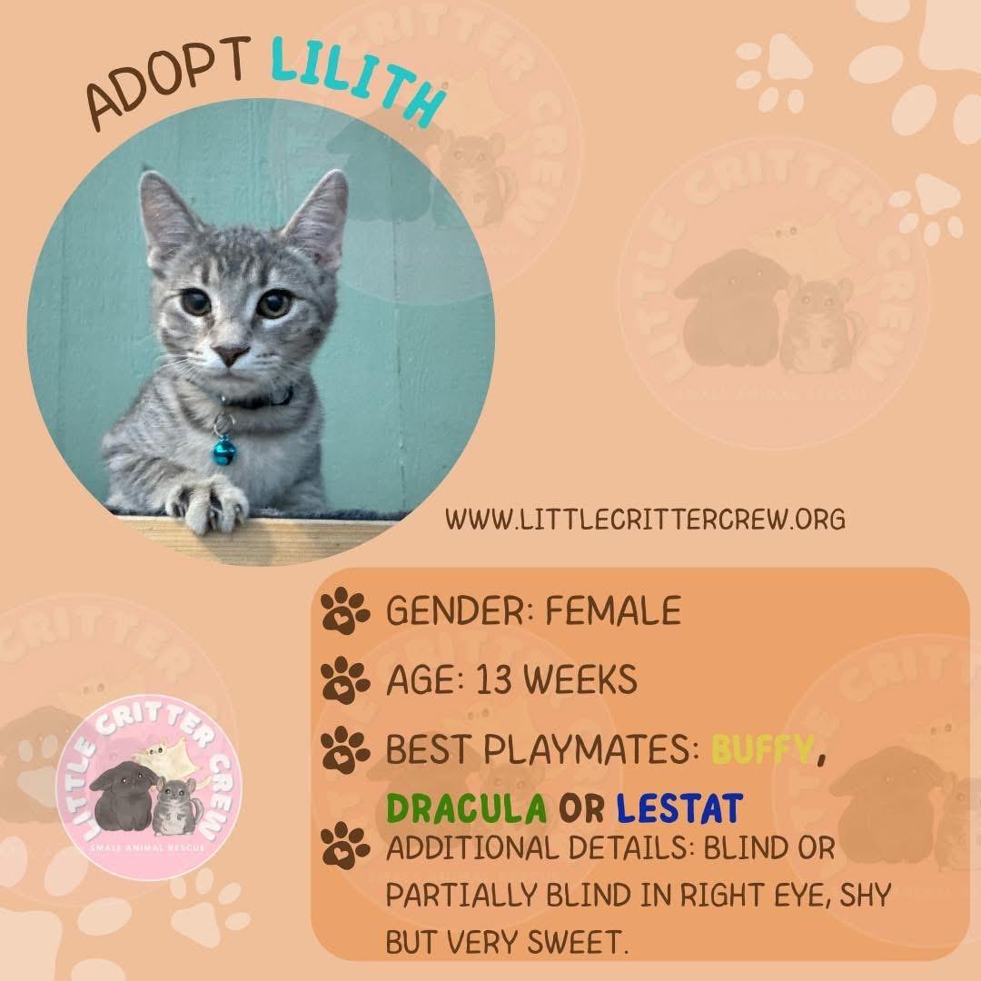 Enlarge Lilith, a Adoptable American Shorthair in Eugene, OR image 1/1