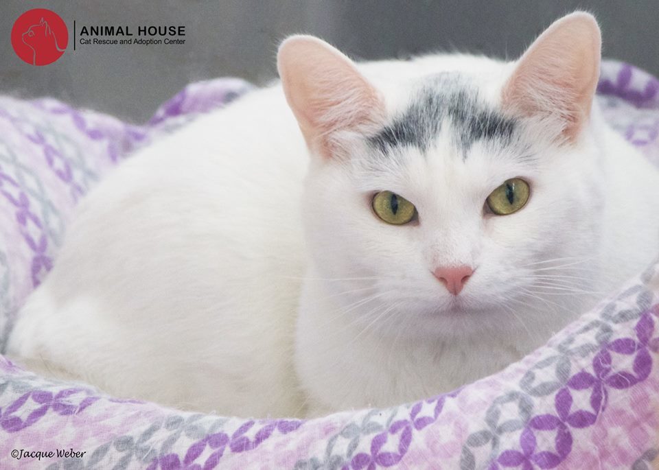 Enlarge Wings, a Adoptable Domestic Short Hair in St. Louis, MO image 1/3