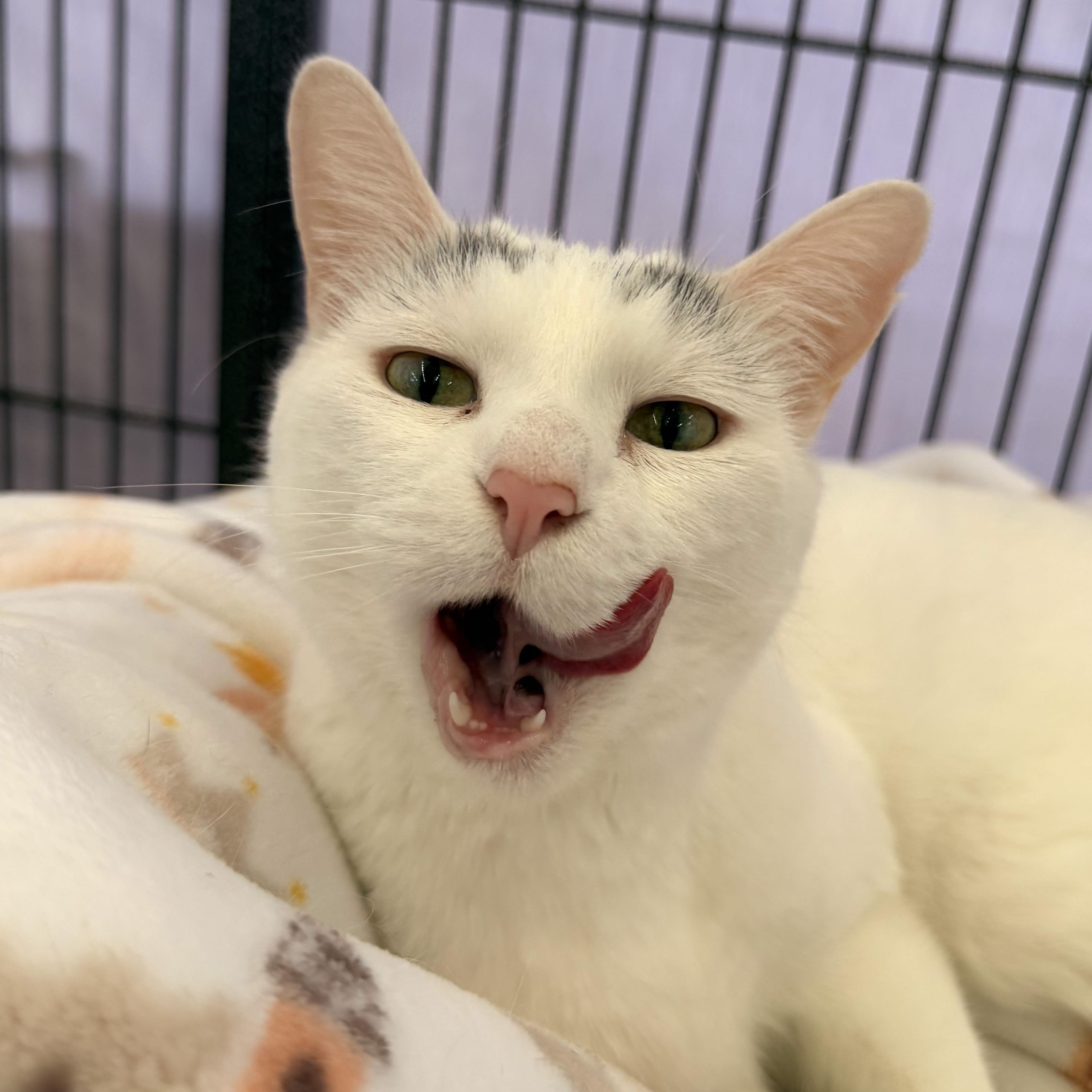 Wings, Adoptable, Adult Female Domestic Short Hair.