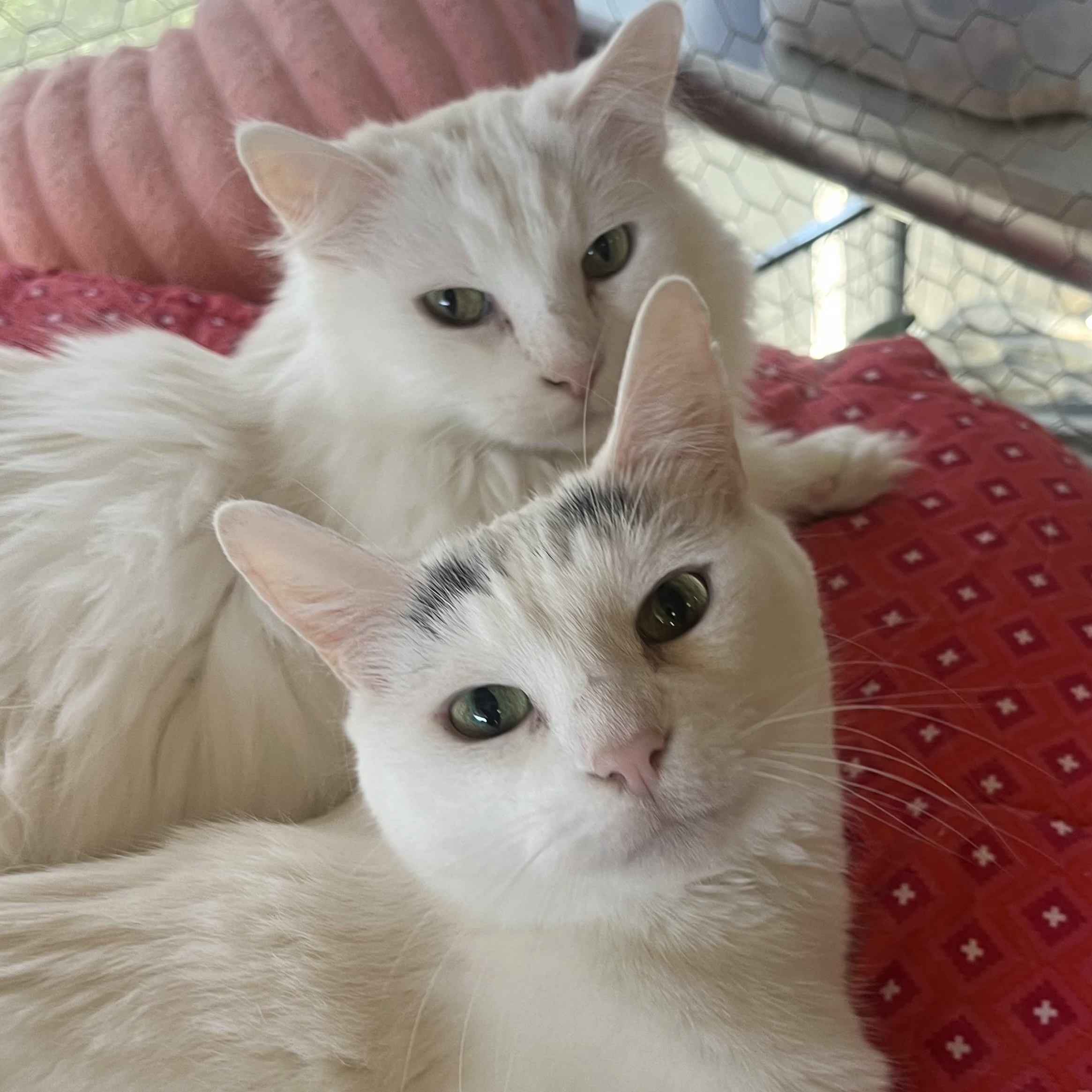Enlarge Wings, a Adoptable Domestic Short Hair in St. Louis, MO image 6/6