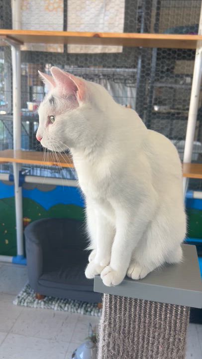 Enlarge Wings, a Adoptable Domestic Short Hair in St. Louis, MO video 2/4