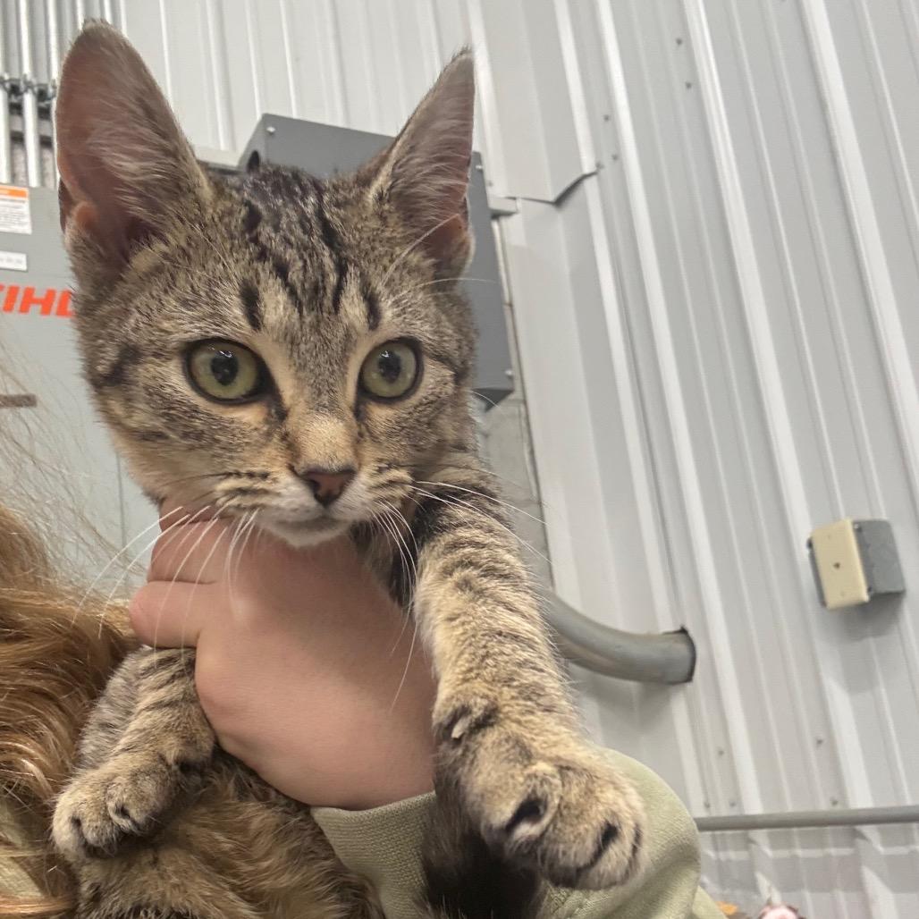 Barbie, Adoptable, Young Female Domestic Short Hair.