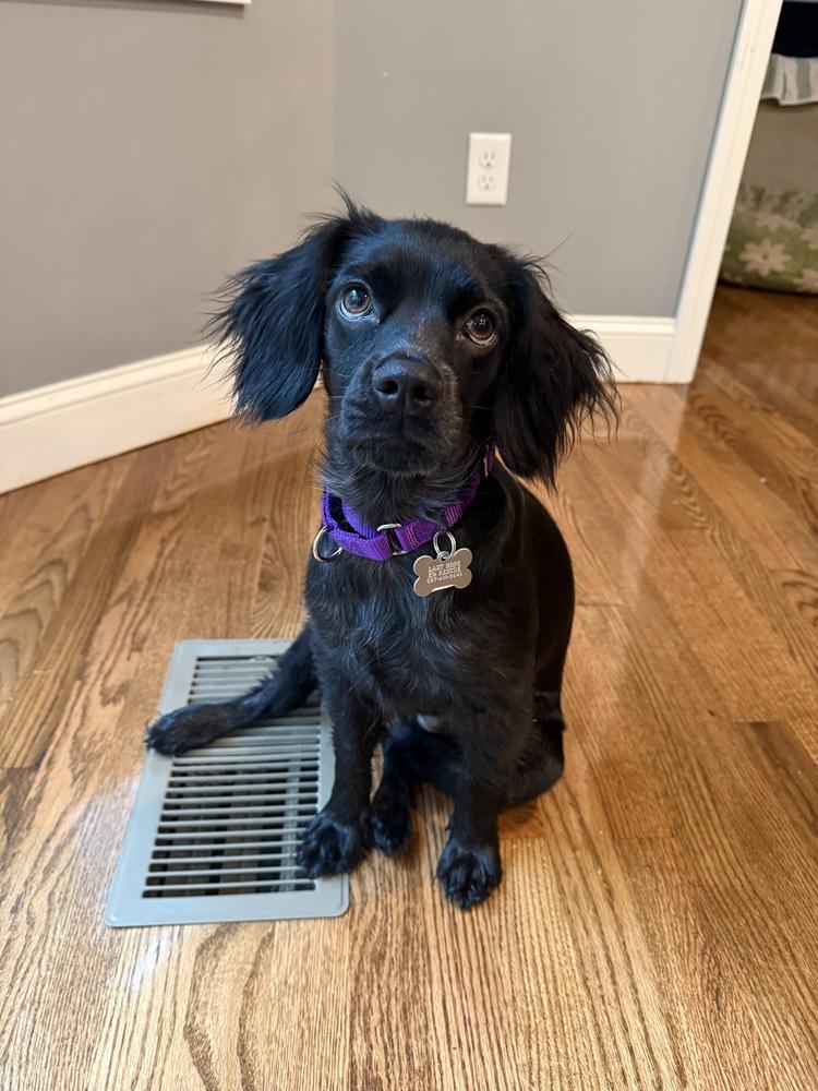 Fig Casa, Adoptable, Puppy Female Spaniel.