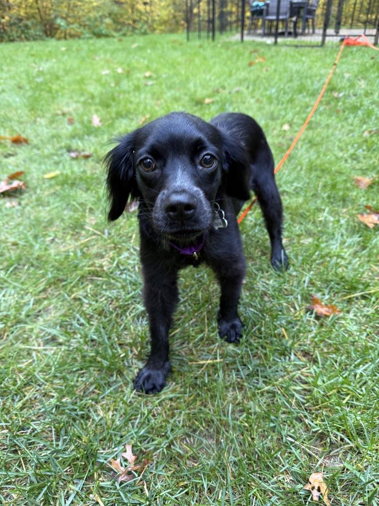 Enlarge Fig Casa, a Adoptable mixed breed in Boston, MA image 2/6