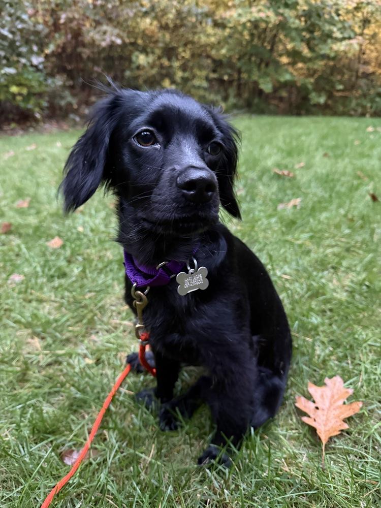 Enlarge Fig Casa, a Adoptable mixed breed in Boston, MA image 4/6