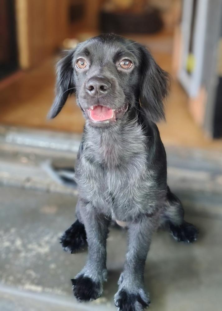 Enlarge Fig Casa, a Adoptable mixed breed in Boston, MA image 5/6