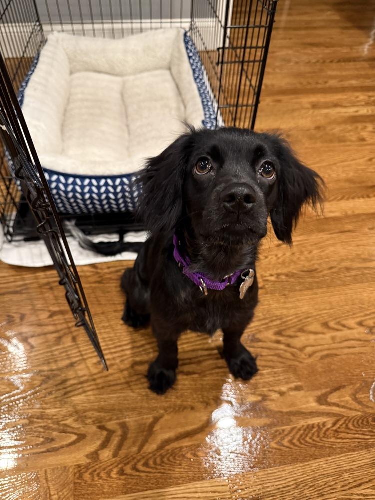 Enlarge Fig Casa, a Adoptable mixed breed in Boston, MA image 6/6
