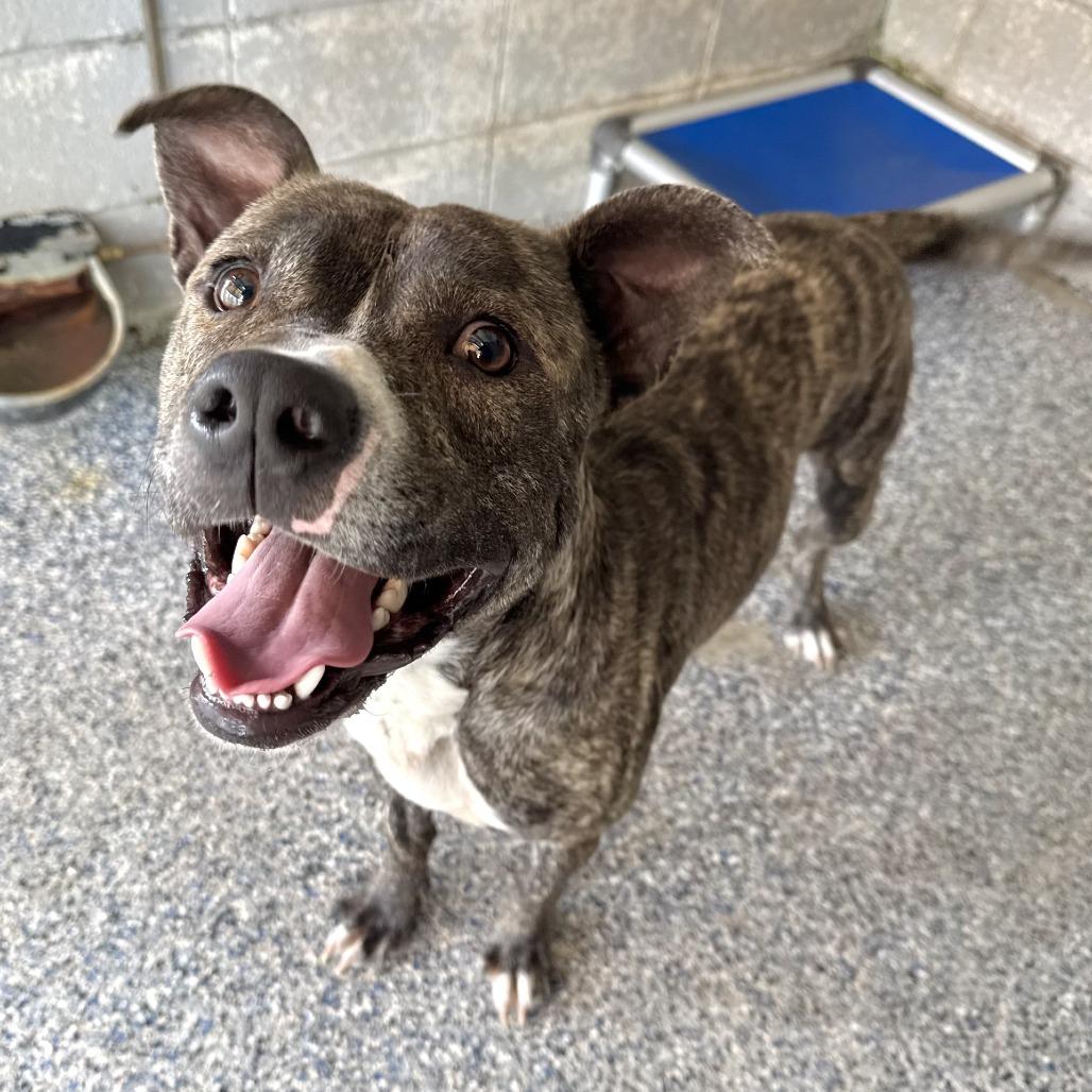 Enlarge A1, a Adoptable Pit Bull Terrier in Beaumont, TX image 1/6