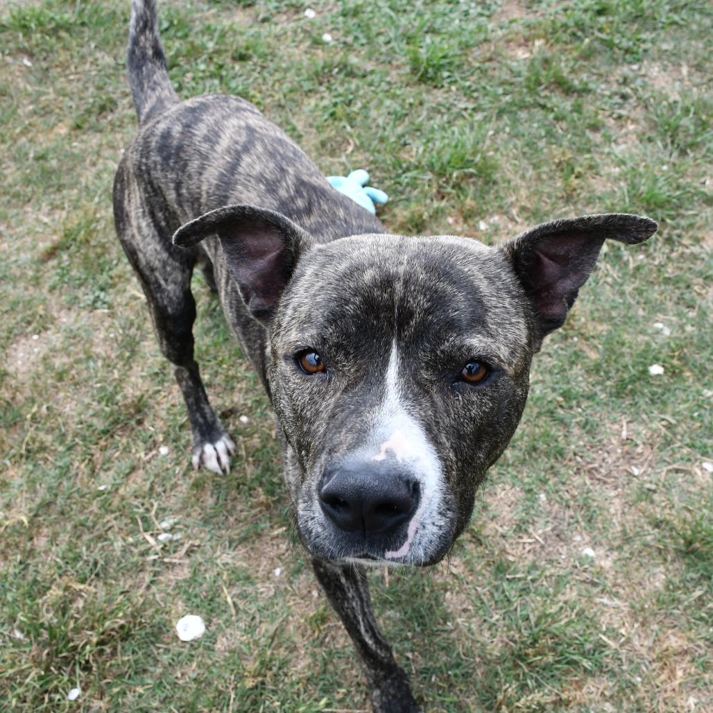 Enlarge A1, a Adoptable Pit Bull Terrier in Beaumont, TX image 2/6