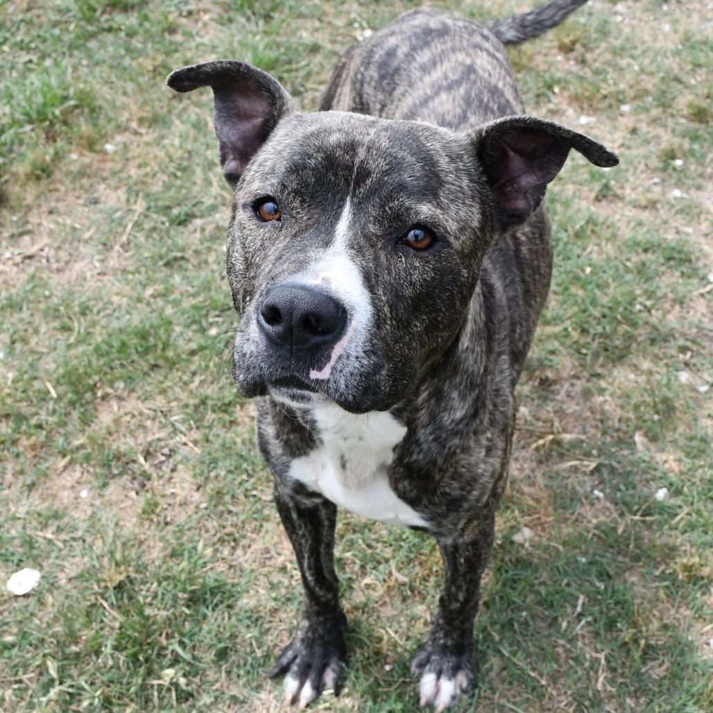 Enlarge A1, a Adoptable Pit Bull Terrier in Beaumont, TX image 3/6