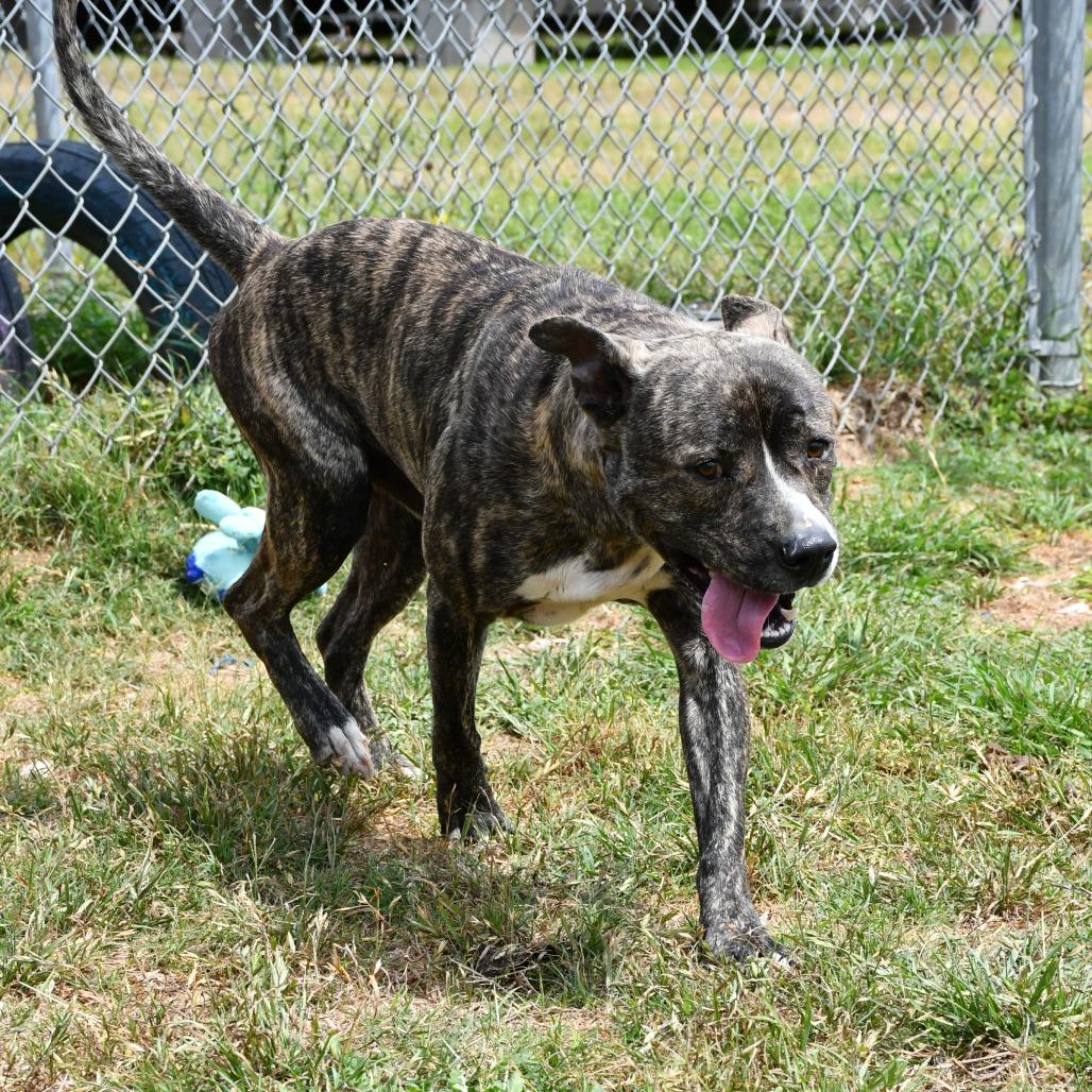 Enlarge A1, a Adoptable Pit Bull Terrier in Beaumont, TX image 4/6