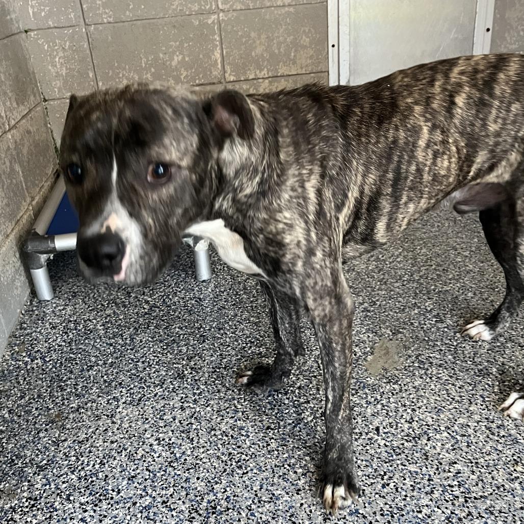 Enlarge A1, a Adoptable Pit Bull Terrier in Beaumont, TX image 5/6