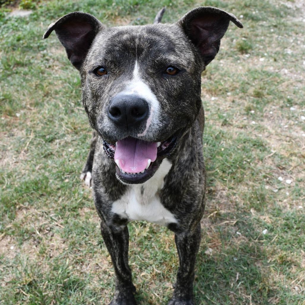 Enlarge A1, a Adoptable Pit Bull Terrier in Beaumont, TX image 6/6