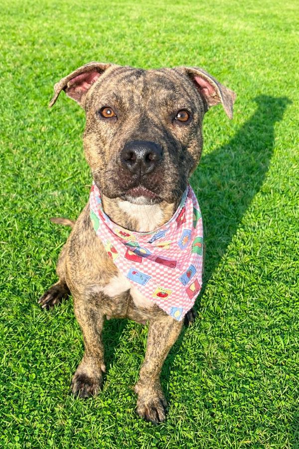 Zuri, a Adoptable mixed breed in Lafayette, LA image 1/6