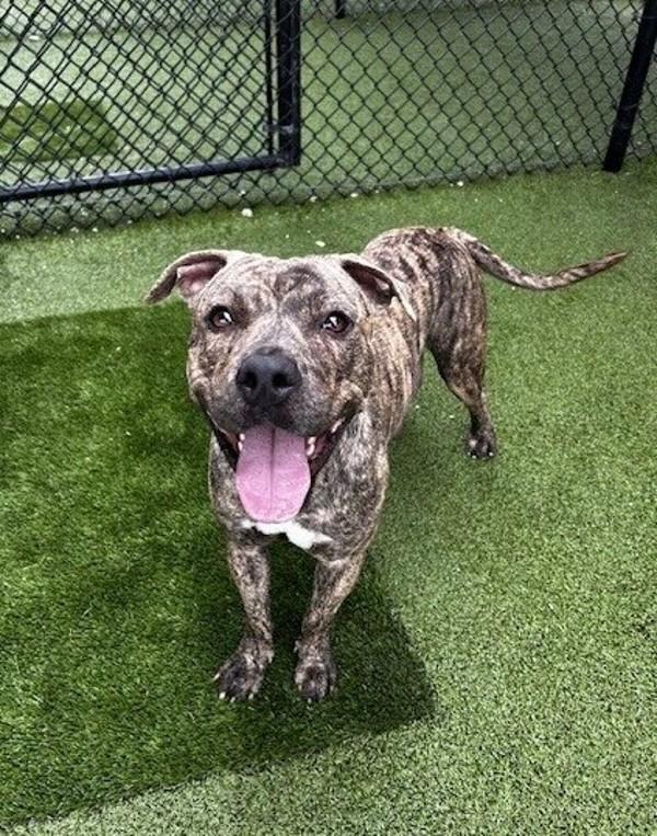 Zuri, a Adoptable mixed breed in Lafayette, LA image 2/6