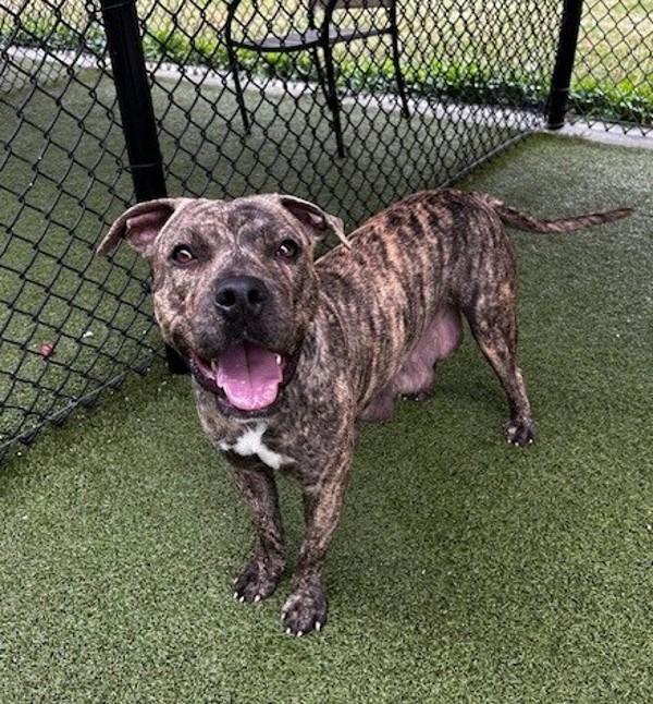 Zuri, a Adoptable mixed breed in Lafayette, LA image 4/6