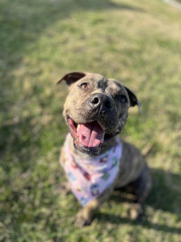 Zuri, a Adoptable mixed breed in Lafayette, LA image 5/6