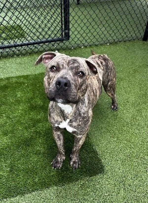 Zuri, a Adoptable mixed breed in Lafayette, LA image 6/6