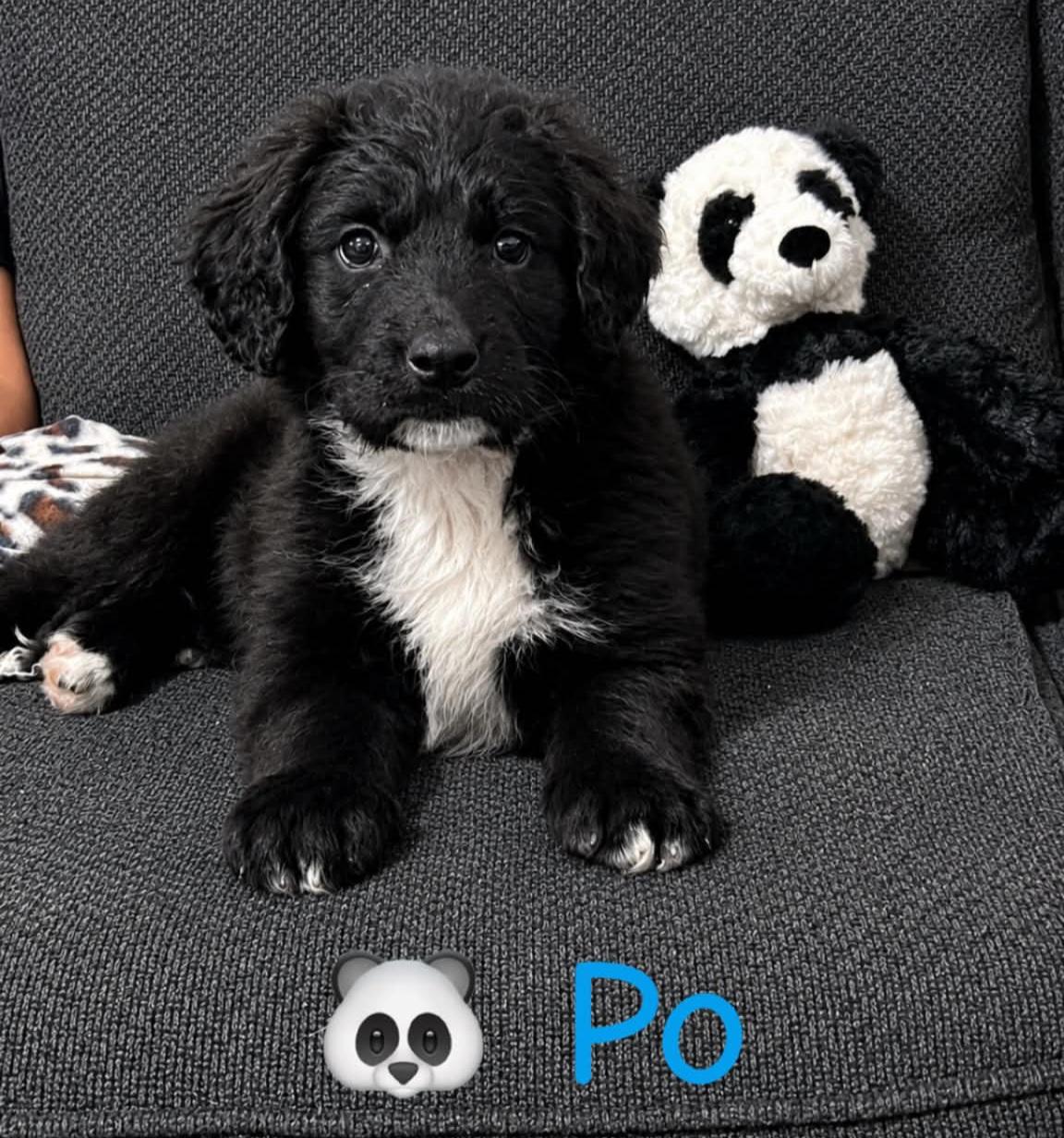 Po, adopted, Puppy Male Labradoodle.