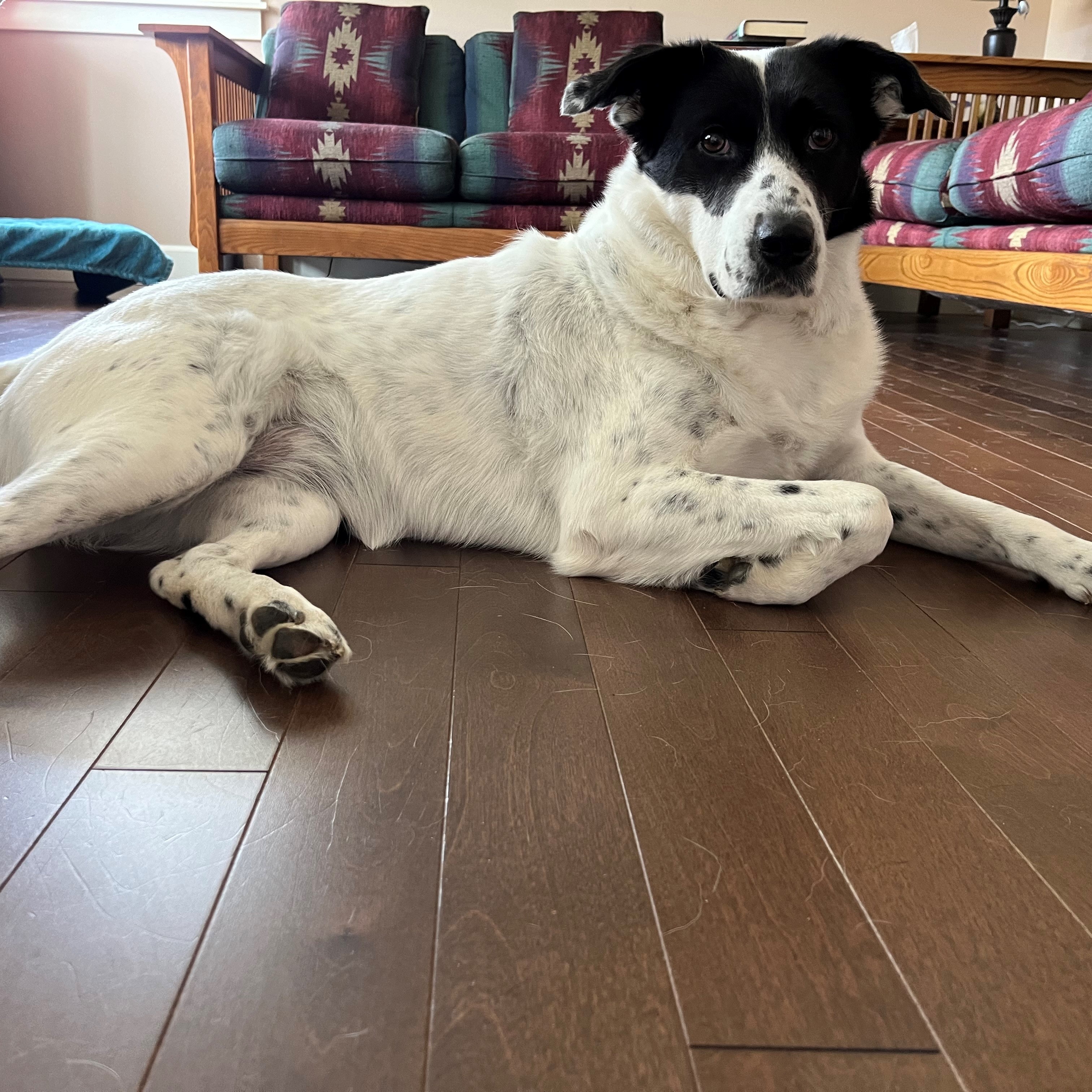 Santina - Foster Needed...Smart, Sweet, and Always Ready for a Tummy Rub!, a Adoptable mixed breed in Kirkland, WA image 2/6