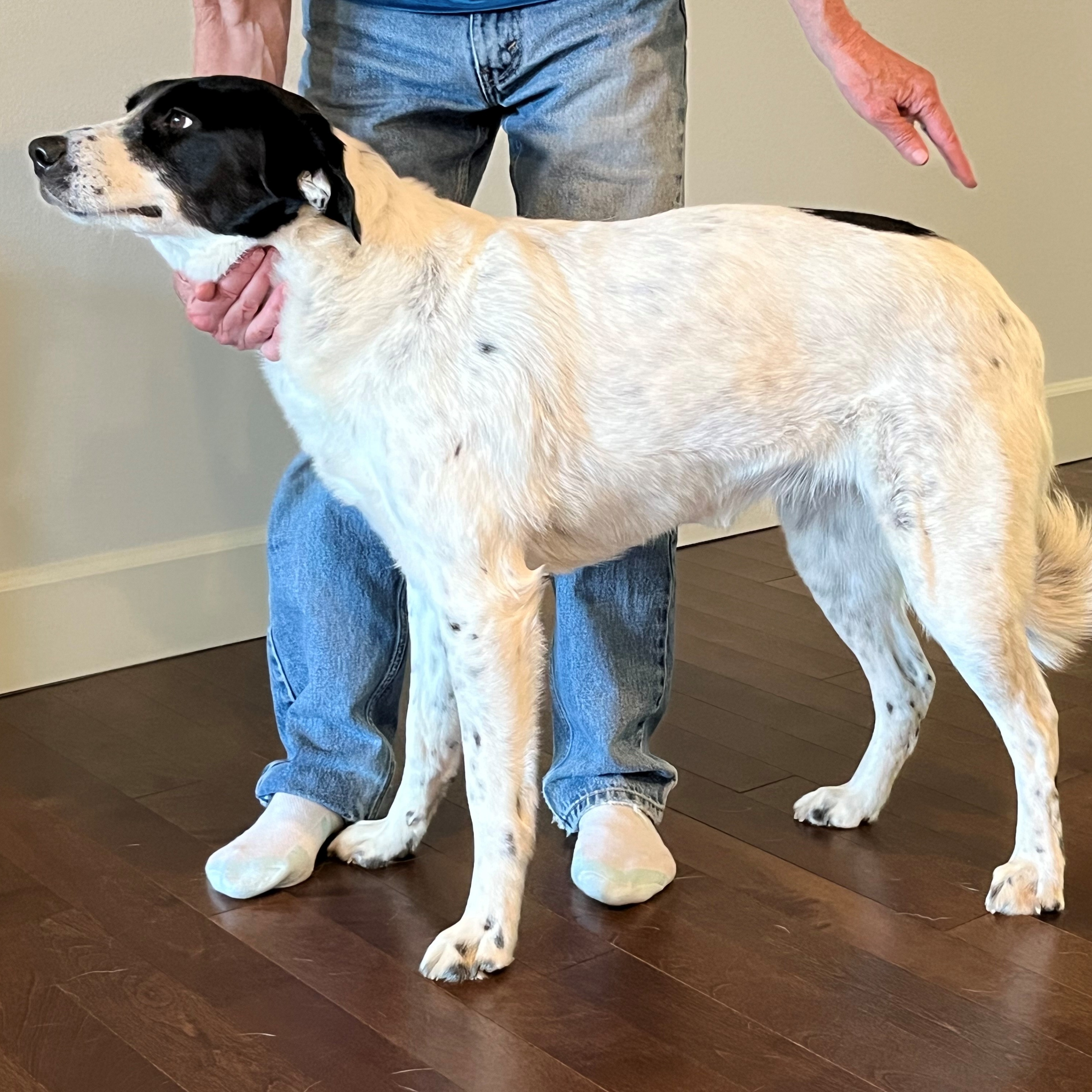 Santina - Foster Needed...Smart, Sweet, and Always Ready for a Tummy Rub!, a Adoptable mixed breed in Kirkland, WA image 4/6