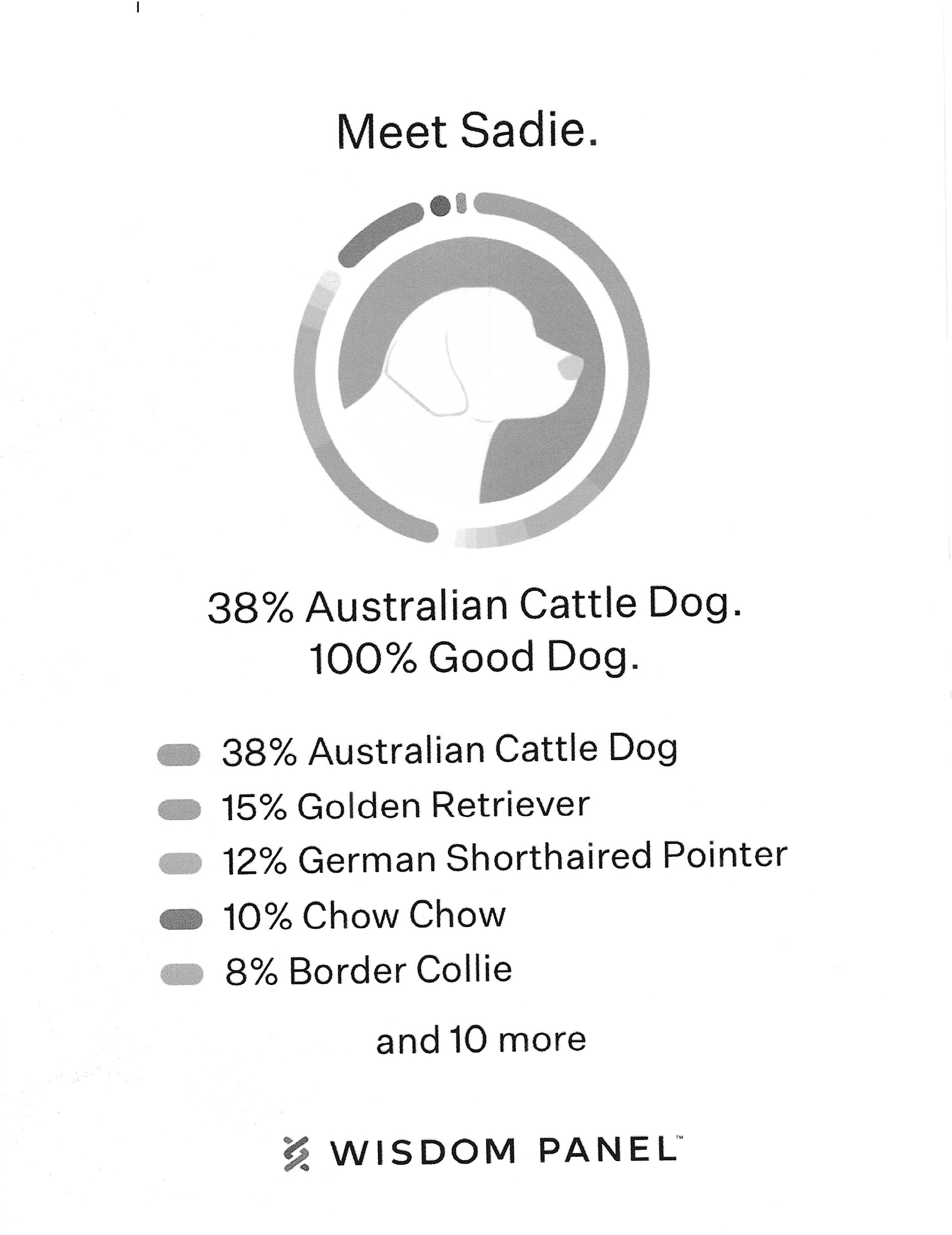 Santina - Foster Needed...Smart, Sweet, and Always Ready for a Tummy Rub!, a Adoptable mixed breed in Kirkland, WA image 5/6