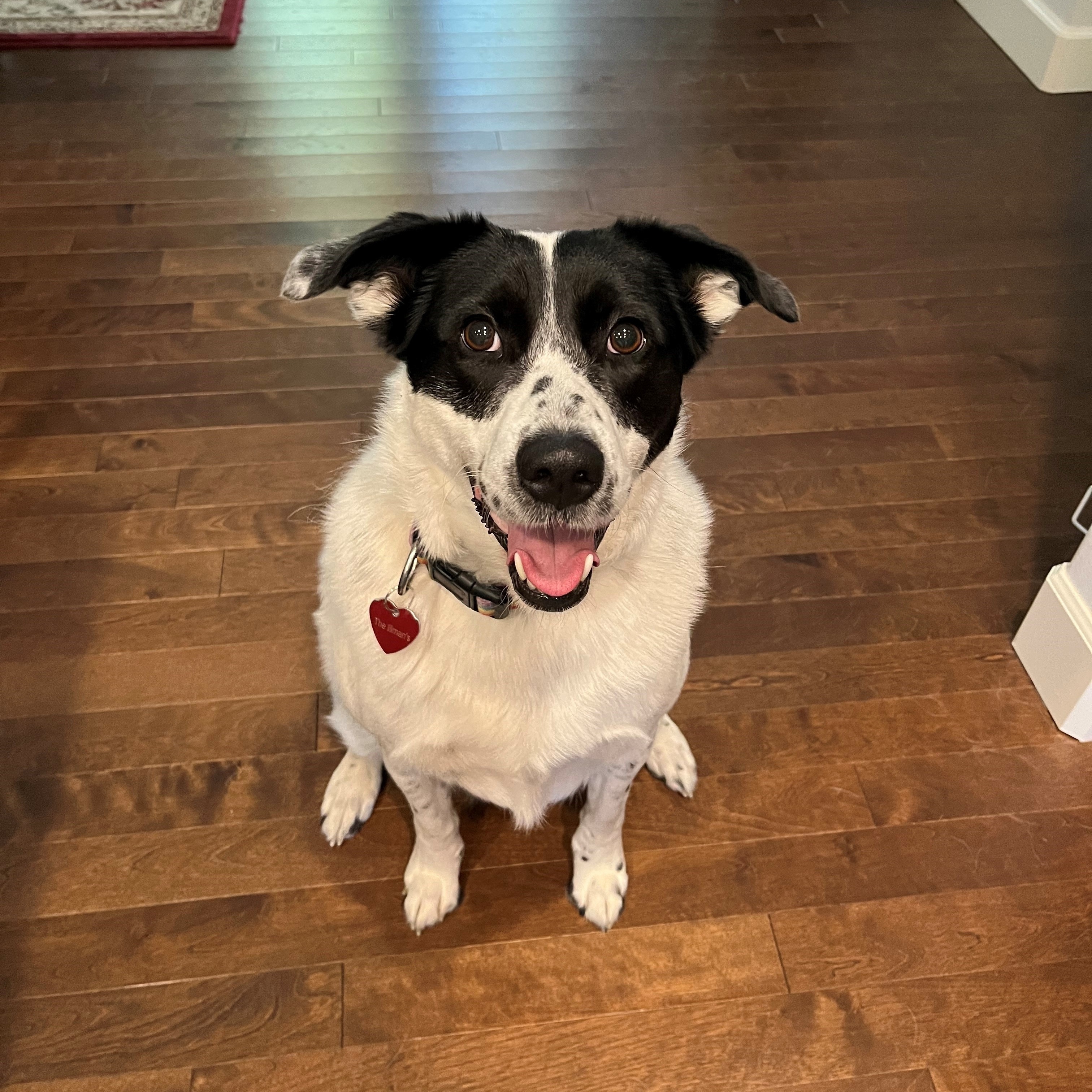 Santina - Foster Needed...Smart, Sweet, and Always Ready for a Tummy Rub!, Adoptable, Adult Female Australian Cattle Dog / Blue Heeler & Border Collie.