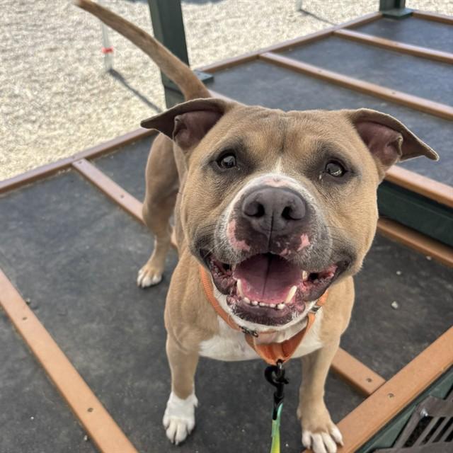 CHAMP, Adoptable, Adult Male American Staffordshire Terrier & Mixed Breed.
