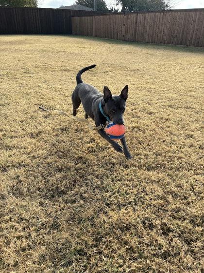 Maya, Adoptable, Adult Female Pit Bull Terrier & Mixed Breed.