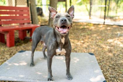 Enlarge Maya, a Adoptable mixed breed in Carrollton, TX image 3/3