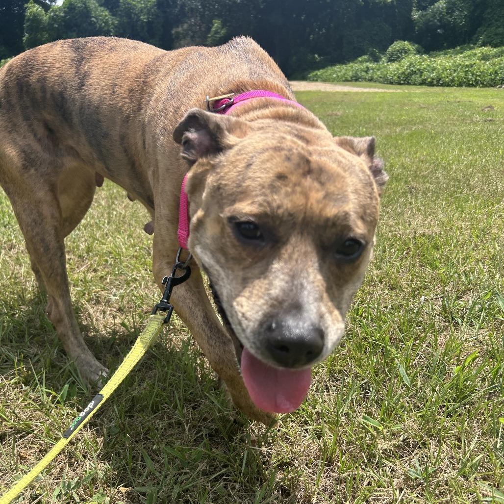 Enlarge Hallie, a Adoptable Mixed Breed in Auburn, AL image 1/6