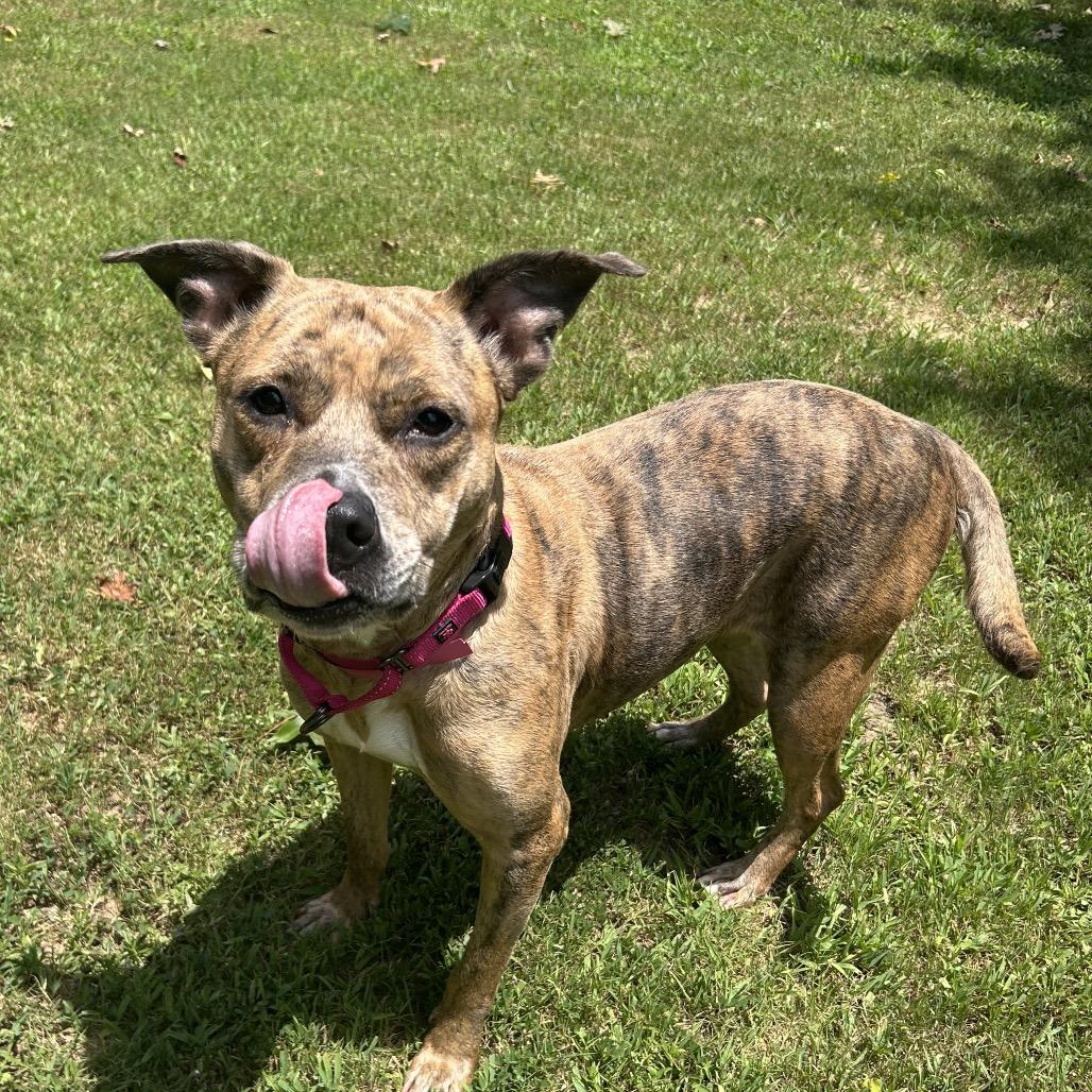 Enlarge Hallie, a Adoptable Mixed Breed in Auburn, AL image 2/6