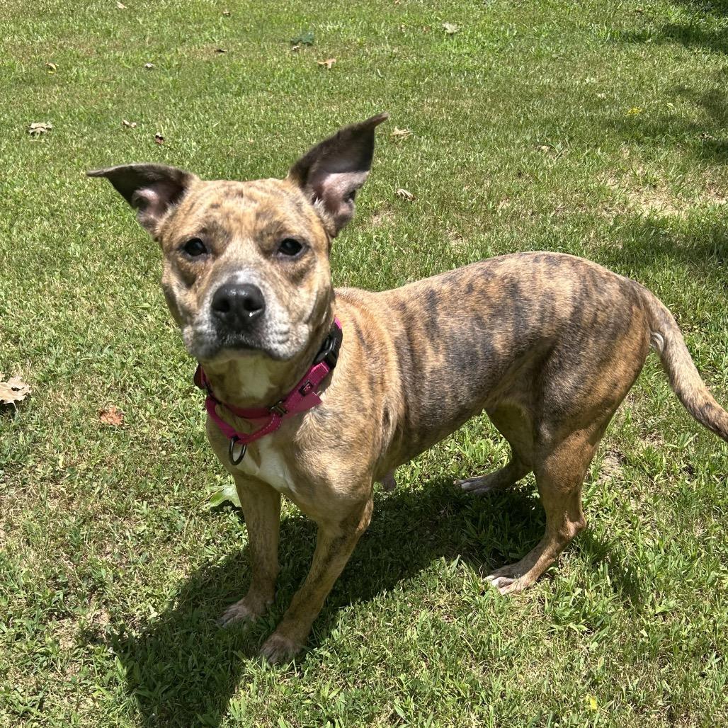 Enlarge Hallie, a Adoptable Mixed Breed in Auburn, AL image 3/6