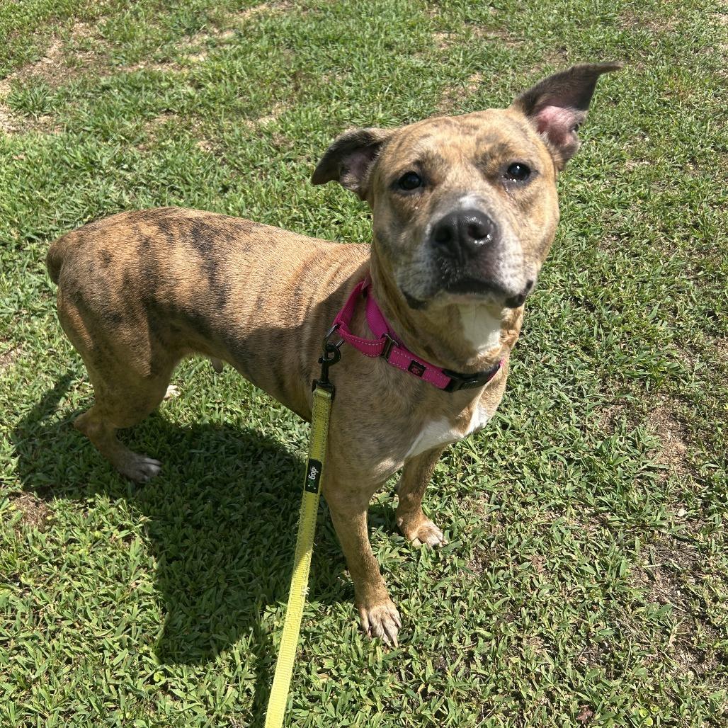 Enlarge Hallie, a Adoptable Mixed Breed in Auburn, AL image 4/6