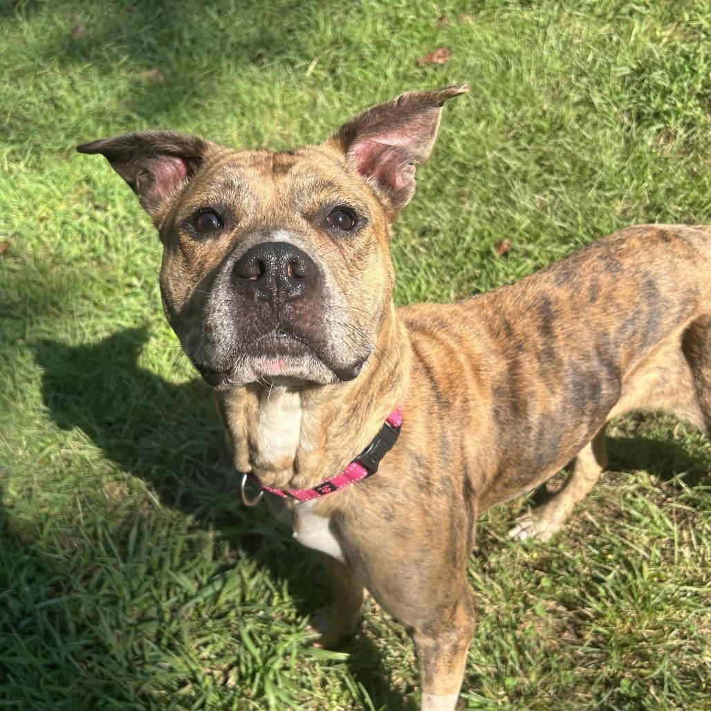 Enlarge Hallie, a Adoptable Mixed Breed in Auburn, AL image 5/6