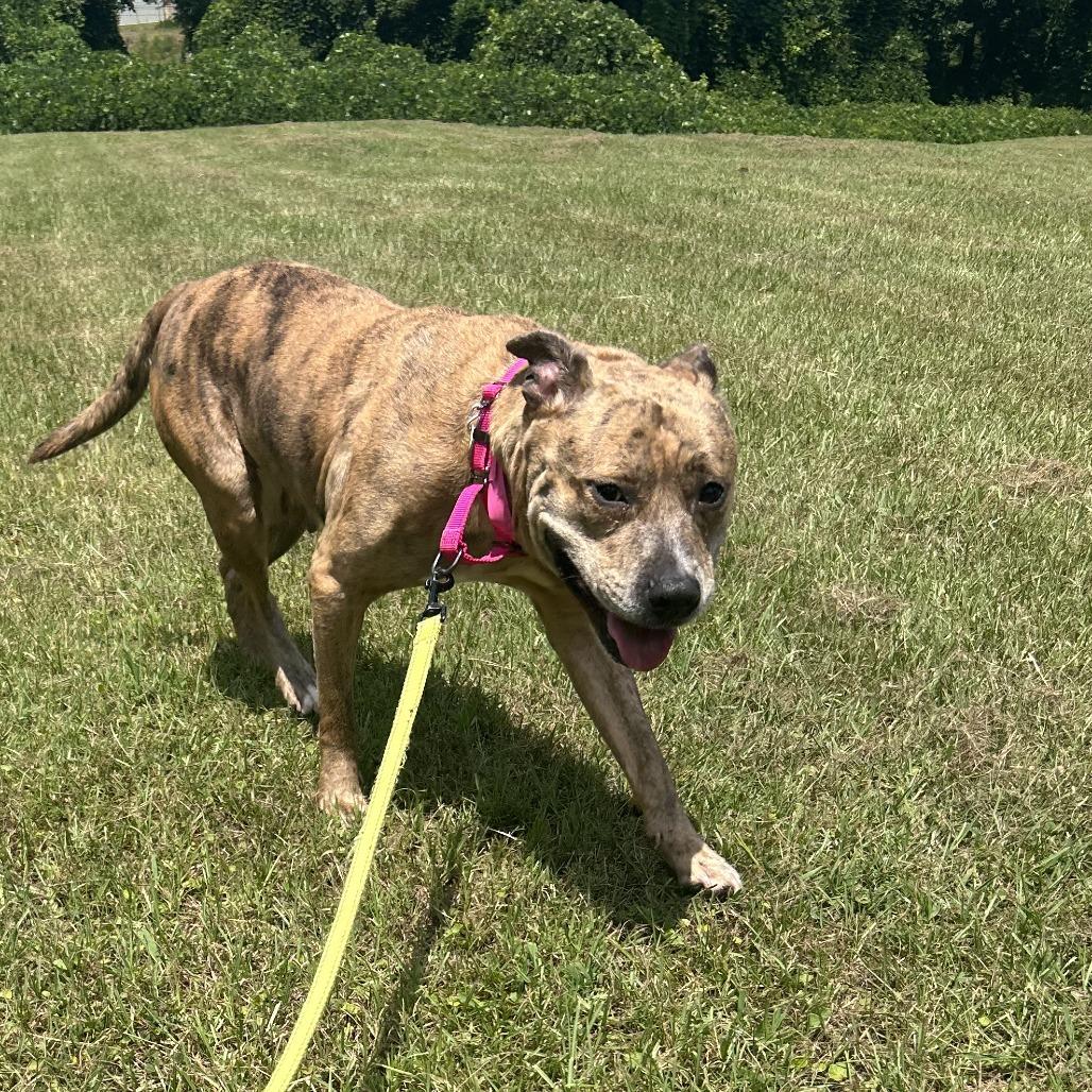 Enlarge Hallie, a Adoptable Mixed Breed in Auburn, AL image 6/6