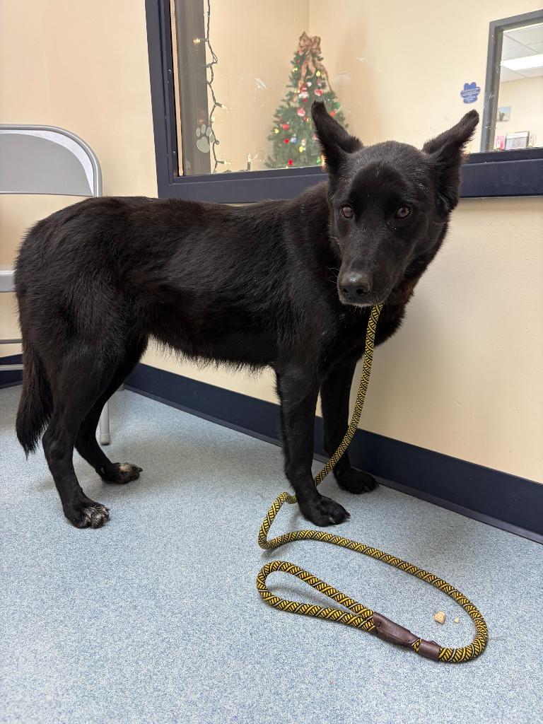 Enlarge Sammie, a Adopted mixed breed in Portland, IN image 1/1