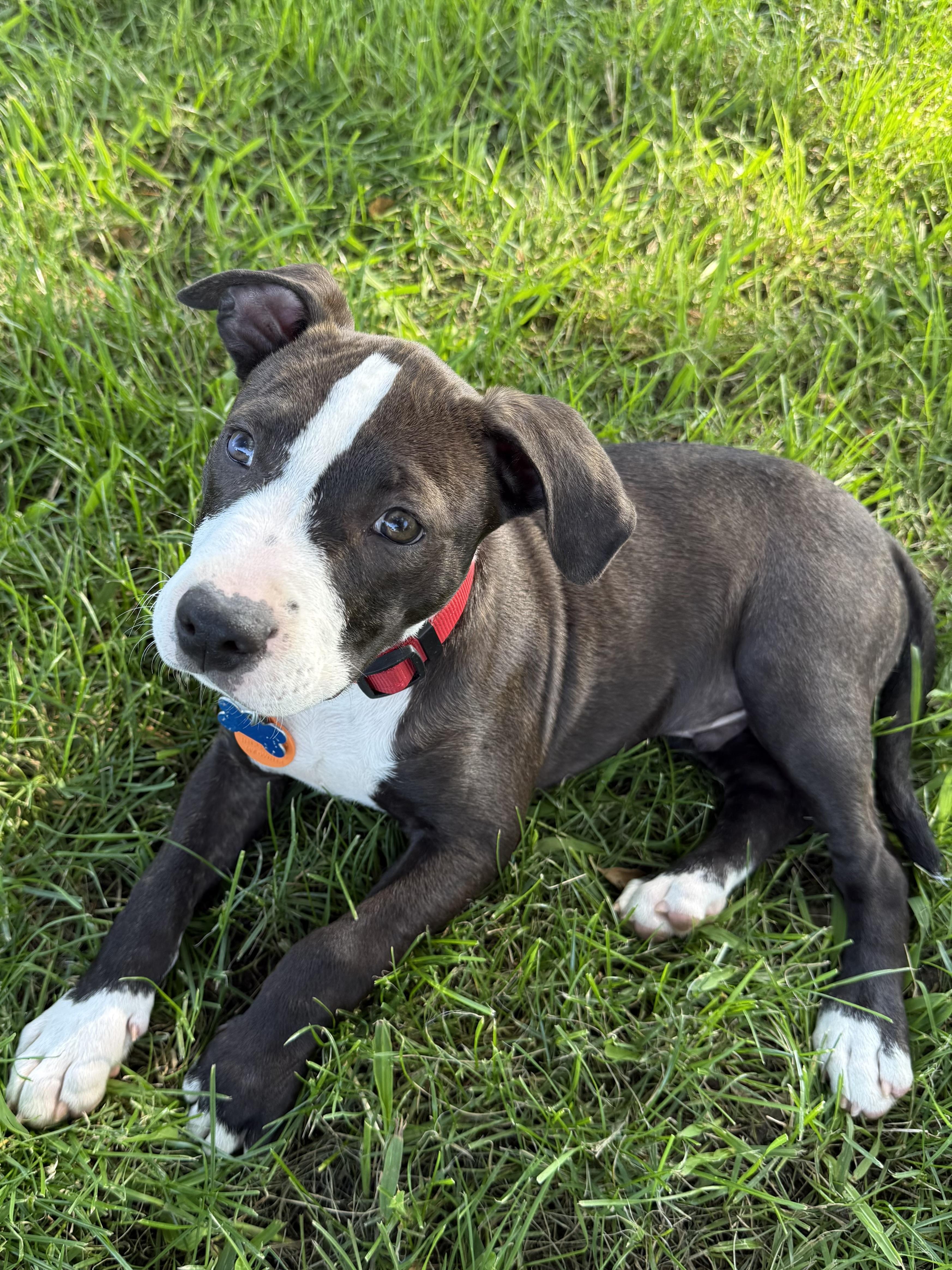 Hank, adopted, Puppy Male Pit Bull Terrier.